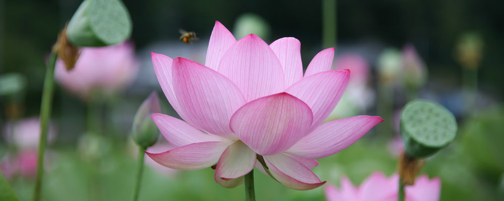 lotus flower with bee flying around it