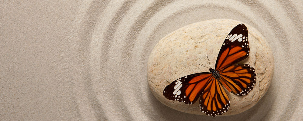 monarch butterfly on a rock on a smooth sand background